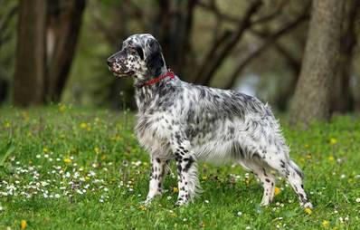 English Setter