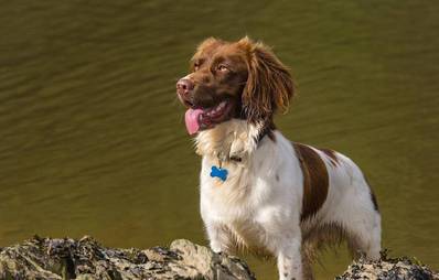 English Springer Spaniel