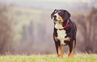 Entlebucher Sennenhund