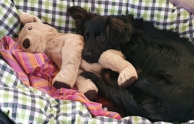 Hund aus dem Ausland: Erfahrungsbericht