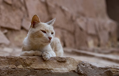 Ernestos Sanctuary: Tierschutz in Syrien