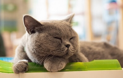 Exotische Kurzhaarkatze