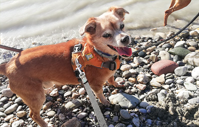 Hund mit Geschirr und Flexileine