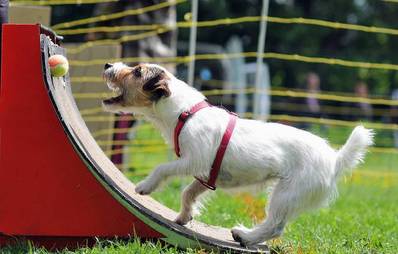 Flyball - Vorsicht Flugbetrieb