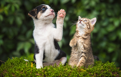 AGILA Gesundheitssets für Hunde und Katzengewinnen