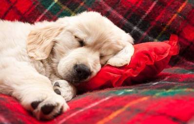 AGILA Fotowettbewerb Adventsbilder