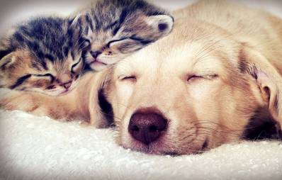 Fotowettbewerb für Hunde und Katzen