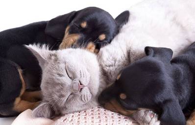 AGILA Fotowettbewerb Valentistag mit Hund und Katze