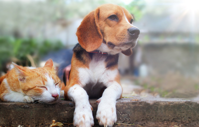 AGILA Frühlingsgewinnspiel 2022 für Hunde und Katzen