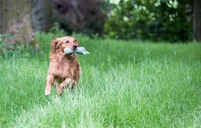 Futterdummys für Hunde