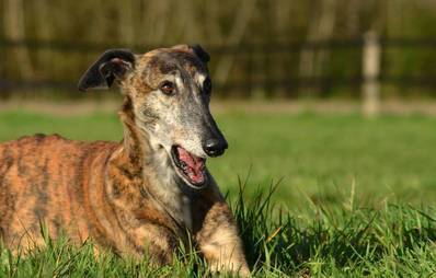 Galgos Espnaol - sensible Fellnasen