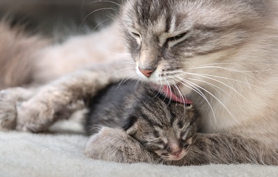 Geburt bei Katzen