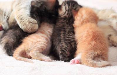 Geburtsplatz für die Katze einrichten