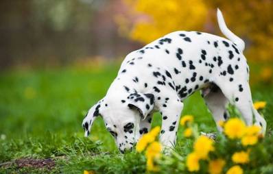 Gefährliche Falle: Giftköder