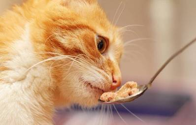 Gefährliche Nahrungsmittel für Katzen