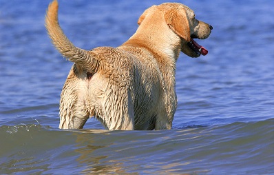 Gefahr durch Blaualgen: Hund schützen