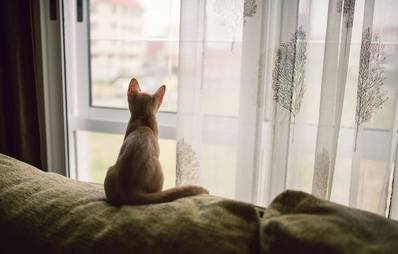 Gefahr für Katzen durch Fenster und Balkone