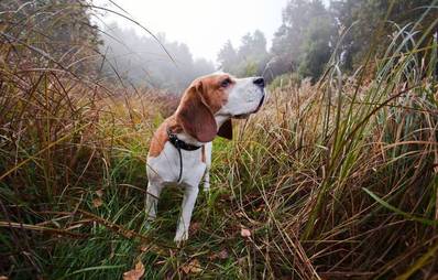 Geo-Dogging - Schnitzeljagd für Hunde