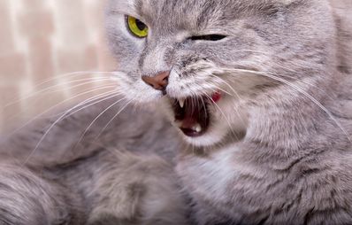 Was tun, wenn das Katzenklo stinkt?