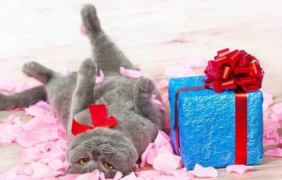 Geschenkideen für Ihre Katze