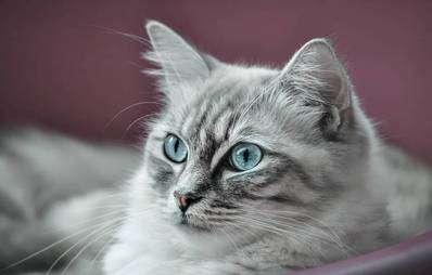 Geschenkideen für Samtpfoten