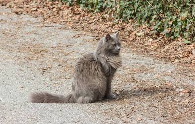Gesetzesinitiative zur Kastration von Freigängerkatzen