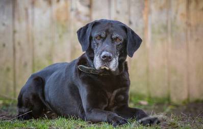 Gesucht: Ältester Hund Deutschlands