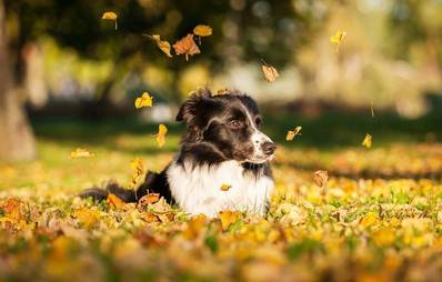Gesund und munter durch den Herbst