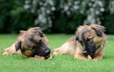 Geweih Snack für Hunde