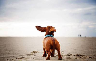 Gewinnspiel Bildband Der Dackel