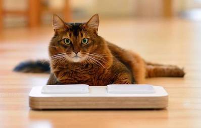 Gewinnspiel Design-Futternapf für Katzen