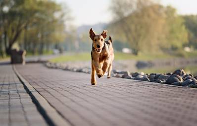 AGILA Gewinnspiel: Stadtführer für Hunde