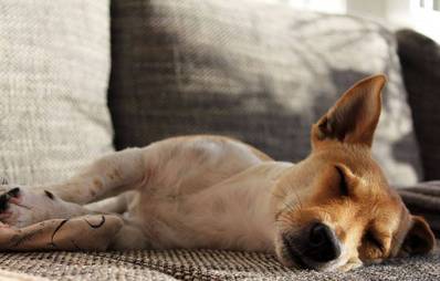 AGILA Gewinnspiel Tiefenentspannungs-Therapie für Hunde