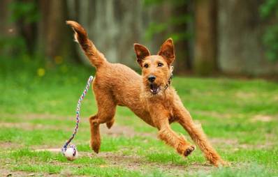 Gewinnspiel: Tierische Probleme? Hilfe naht!