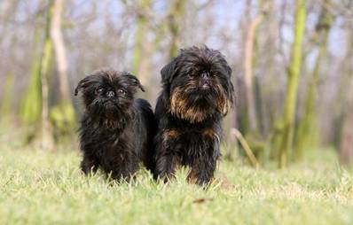 Griffon Belge (Belgischer Griffon)