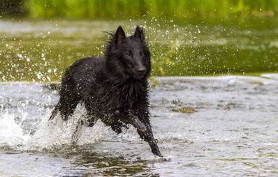 Groenendael - eine Varietät des Belgischen Schäferhundes