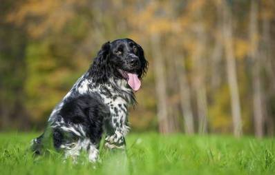 Großer Münsterländer (Hunderasse)