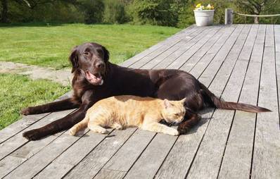 Grundstückskauf mit Hund und Katze