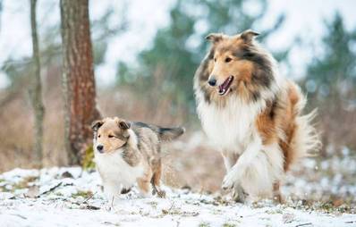 Gute Vorsätze die Ihrem Hund gefallen
