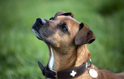 Haben Hunde ein Gedächtnis?