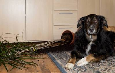 Haben Hunde ein schlechtes Gewissen?