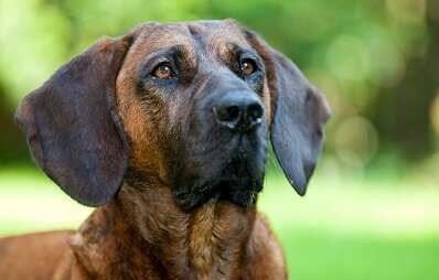 Hannoverscher Schweißhund