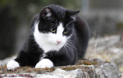 Hauskatze: eine Rasse für sich