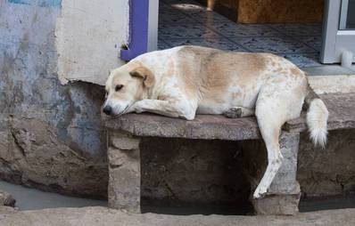 Herrenlose Hunde in Indien