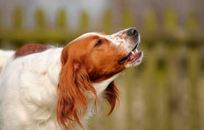 Hilfe, mein Hund bellt ständig!