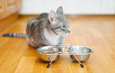 Was tun? Meine Katze frisst nicht!