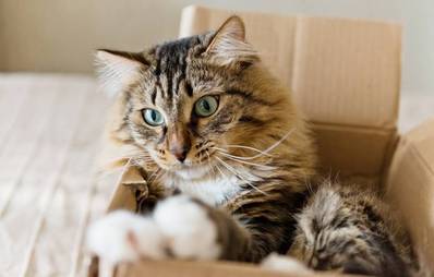 Hilfe! Meine Katze klaut Kartons