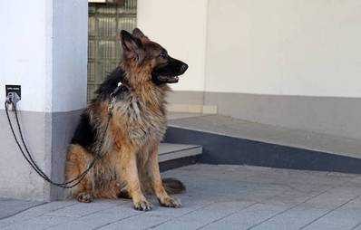 Vierbeiner gestohlen