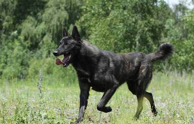 Hollandse Herdershond (Holländischer Schäferhund)