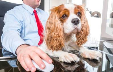 Hunde am Arbeitsplatz